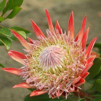 Shrubs Protea cynaroides Winter Flowering King